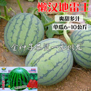 懒汉系地雷王西瓜种子 水果蔬菜种子 8424西瓜种子 阳台庭院盆栽