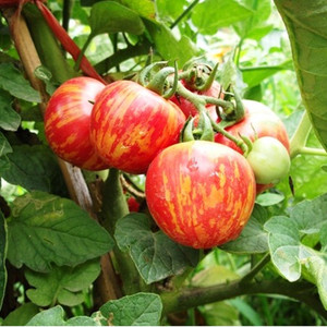 花绣球番茄种子高产稳产 五彩番茄种子 春季播圣女果春夏季播种孑