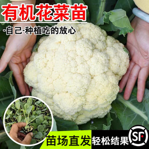 花菜苗秧苗青梗松花菜苗蔬菜苗西兰花秧苗四季阳台盆栽种子苗