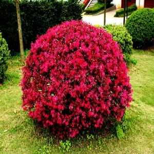 红花继木花苗庭院绿化植物四季常青花卉灌木观赏绿篱彩色工程树苗