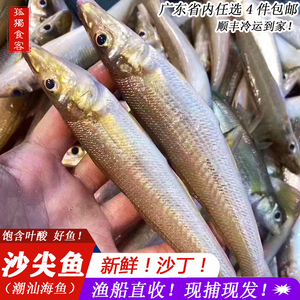 广东南海沙追鱼海鲜水产沙丁鱼沙尖鱼沙钻鱼深海鱼鲜活冰鲜沙锥鱼