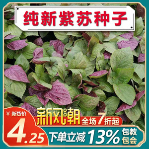 小紫苏粒 生绿苏紫苏种子苏子籽苏麻子 榨油料烧烤料月饼馅料500g