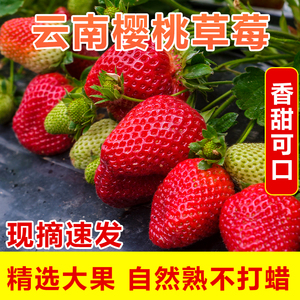 云南牛奶草莓红颜草莓四季新鲜水果精选大果整箱礼盒现摘速发