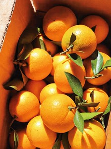 湖南黔阳冰糖橙高山新鲜超甜鲜橙含箱十斤包邮农产品冰糖橙甜橙