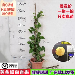 百香果苗新品台湾黄金甜百香果鸡蛋果苗爬藤植物阳台庭院盆栽树苗