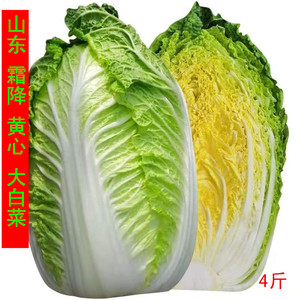 山东农家大白菜新鲜蔬菜整颗蔬菜可做韩国泡菜酸辣白菜饭包菜4斤