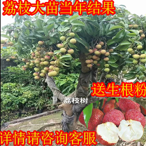 无核荔枝苗嫁接大苗当年结果南方增城挂绿妃子笑桂味冰荔枝果树苗