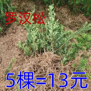 罗汉松树苗大树庭院别墅绿植雀舌米叶容易好养绿化可造型素材盆栽