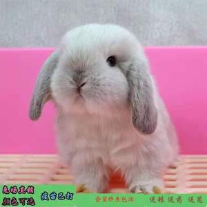 活体宠物兔子宝宝活物纯种短毛垂耳长不大侏儒长毛道奇盖脸猫猫兔