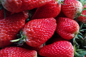 青岛草莓 奶油草莓 甜宝草莓 净重3斤 顺丰包邮 中大果