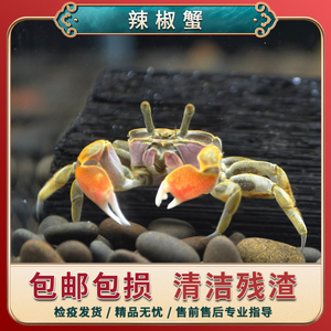 迷你蟹辣椒蟹观赏蟹活体宠物螃蟹吃虫除藻淡水蟹鱼缸爬行底栖动物