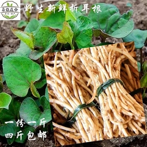 贵州新鲜野菜折耳根食用鱼腥草新鲜折耳根农产品500克有机蔬菜
