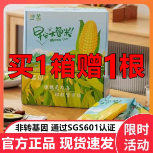 2023年当季吉林新鲜玉米早安大苞米10支包装非转基因0添加麦秀年