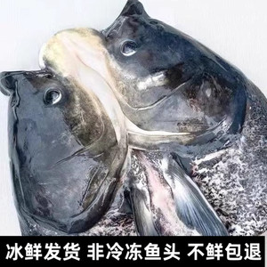 新鲜胖头鱼头大头鱼鲢鱼头花鲢鱼头 淡水鱼头 新鲜现杀鱼头1500g