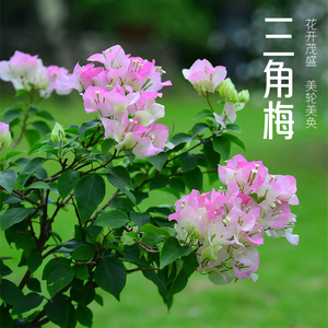 【老花医】三角梅盆栽室内阳台客厅四季开花好养活带花苞发货