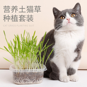 猫草猫零食天然猫薄荷水培猫草营养化毛球化毛膏猫草种植猫咪零食