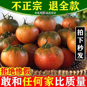 绿色食品达到有机铁皮柿子草莓西红柿新鲜自然熟柿子生吃水果番茄