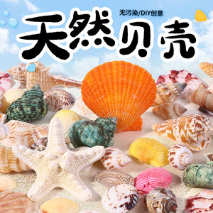 天然贝壳海螺海星 鱼缸造景装饰儿童手工diy材料小海星片创意玩具