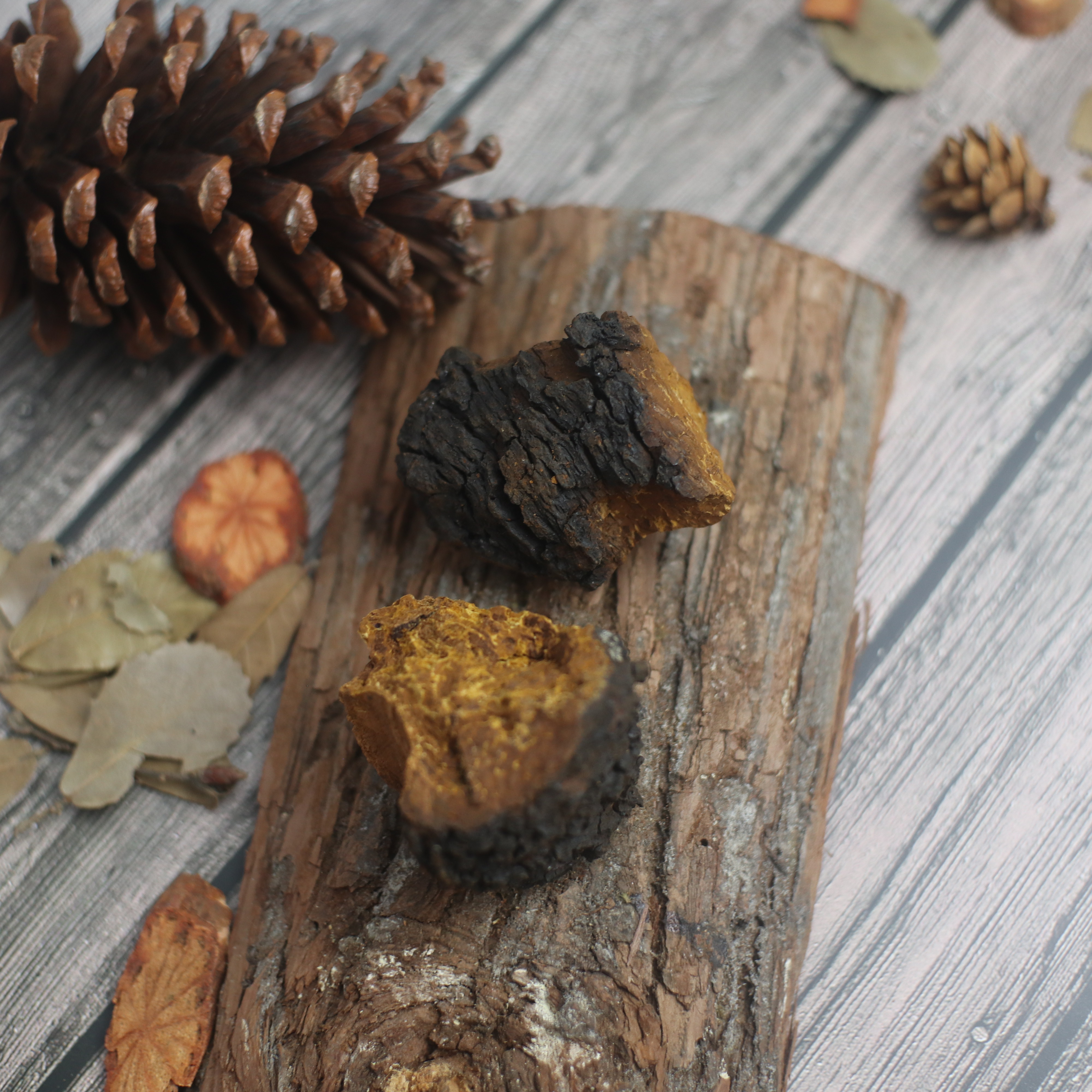 桦树榕白桦茸野生桦树茸礼盒正品白华茸桦树茸天然胰岛素华树蓉绒