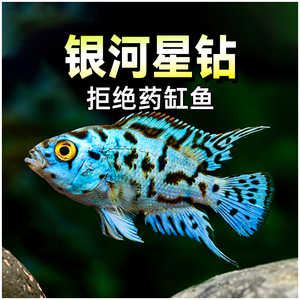 银河星钻短鲷三湖慈鲷美洲慈鲷鱼热带观赏鱼活体珍珠豹新手易养鱼