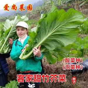 客家甜竹芥菜种子春秋季播大芥菜耐热南方青菜酸菜咸菜籽蔬菜种孑