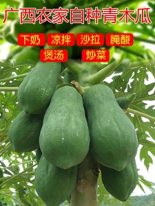 广西青木瓜新鲜农家自种青木瓜产妇下奶凉拌腌酸生木瓜品质青木瓜