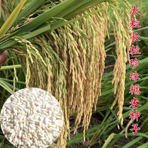 糯稻糯稻种子珍珠糯米水稻种子高产大穗大粒中糯长粒糯米珍珠易种