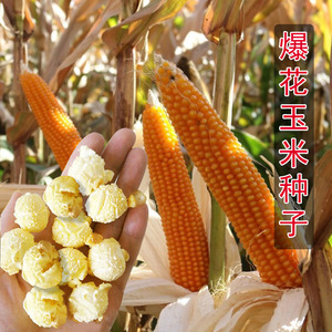 爆花玉米的种子 球形爆米花专用爆裂小玉米种籽孑玉米花早熟高产
