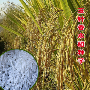 贡米玉针香水稻种子谷种优质长粒香米稻谷常规灿稻米质优晚稻种籽