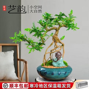 清香型盆景木本老桩飘枝造型盆栽室内客厅驱蚊绿植树桩提根胡椒木 阿里巴巴找货神器 清香型盆景木本老桩飘枝造型盆栽室内客厅驱蚊绿植树桩提根胡椒木 阿里巴巴找货神器