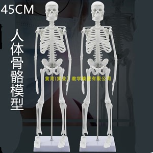 人骨架标本模型 人体骨骼模型45CM 髅骼骨头 人体模型示教模型