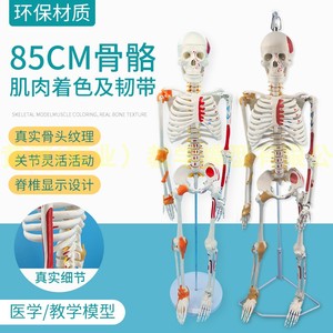 85CM人体骨骼模型附神经肌肉起止骨架小针刀骨骼解剖模型脊柱模型