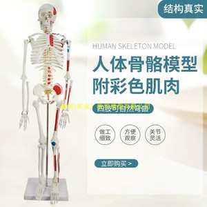 85CM人体骨骼模型神经肌肉起止骨架小针刀骨骼解剖模型脊柱模型