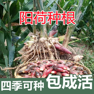 洋荷姜种根洋火姜种农家种植简单阳台蔬菜种基地直发现挖阳荷种根