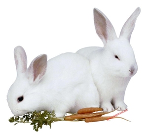 海南宠物用品小白兔 /兔子/家兔/兔仔/兔兔/宠物兔子/兔宝宝