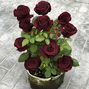 玫瑰老桩树苗月季花苗老根四季开花阳台盆栽室内室外易活花卉植物