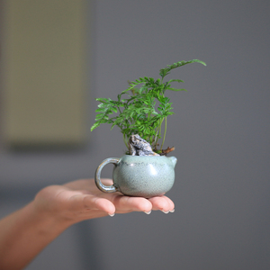 狼尾蕨指尖小盆栽净化空气的室内绿植客厅蕨类植物办公室微型盆景