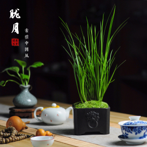 菖蒲苗微型盆景金凤凰胧月茶几绿植老桩办公室盆栽四季常青紫砂盆