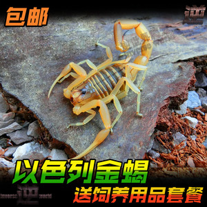 以色列金蝎 LQ沙漠蝎 活体爬虫 宠物蝎子黑粗尾蝎 北非包活送套餐