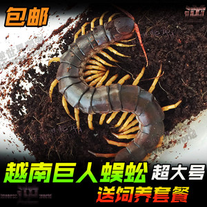 越南巨人蜈蚣 宠物凶猛 越巨全长16-23CM大个体 亚洲大蜈蚣包全品