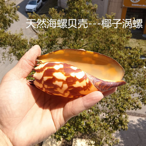 新款天然大海螺贝壳印尼椰子涡螺创意家居摆件多肉绿植盆栽礼品