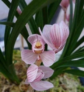 云南包邮老种兰花苗 莲瓣兰 出水芙蓉 阳台盆栽绿植植物花卉盆景