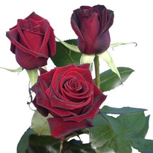 黑魔术国月切花月季暗红色玫瑰盆栽绿植庭院盆栽月季四季开花勤花
