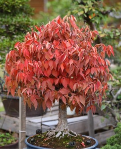 红叶榉 日本进口榉树原生盆景盆栽素材阳台盆栽小品微型原生榆榉