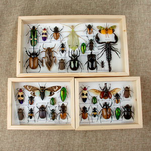 小动物昆虫标本真虫展示盒摆件金龟子甲虫蝎子标本相框挂件幼儿园