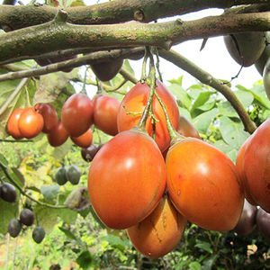树番茄种子大树酸茄洋酸茄鸡蛋果小番茄番茄缅茄非西红柿多年生树