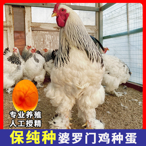纯种婆罗门种蛋受精蛋可孵化小鸡巨型梵天鸡观赏鸡种蛋10枚包邮