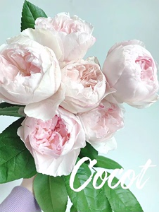轩花物语 可爱瓷 可可杯日本玫瑰 今井清作出 月季玫瑰花苗