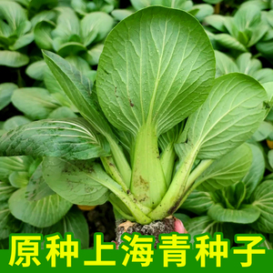 原种上海青种子鸡毛菜青菜小白菜种籽孑四季易种蔬菜阳台菜园高产