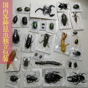真昆虫蜻蜓锹甲兜虫金龟未整资原虫标本袋子包装练手虫